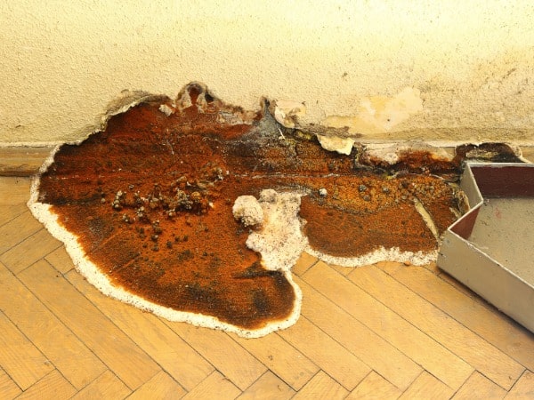 Dry Rot Repair Service Near Me in Portland OR