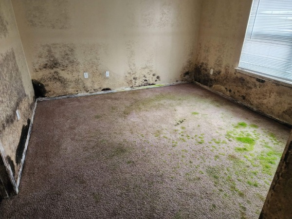 Mold Remediation and Restoration Service Near Me in Portland OR 12